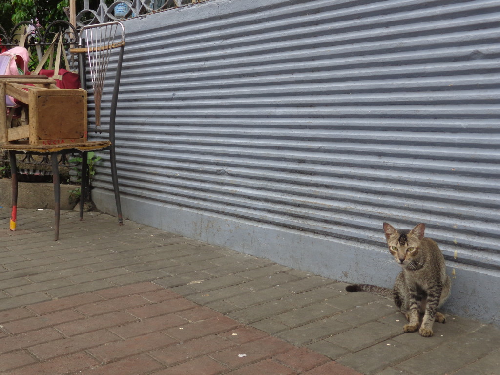 Cat on street of Cebu - Amy McPherson