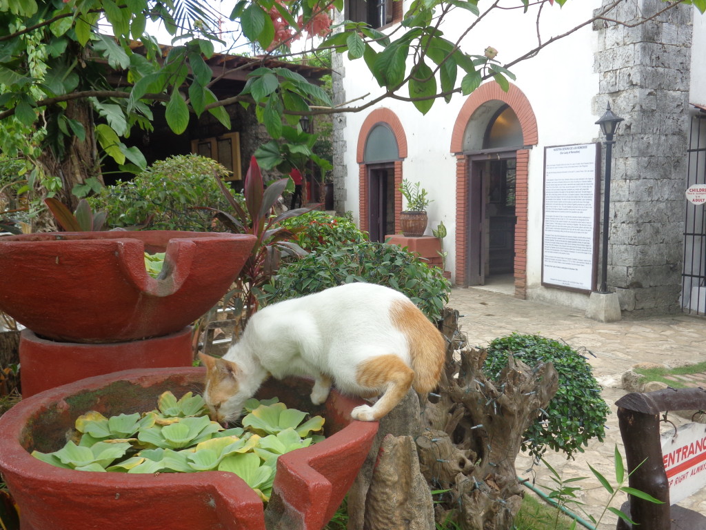 Cat drinking at the Fort in Cebu - Amy McPherson