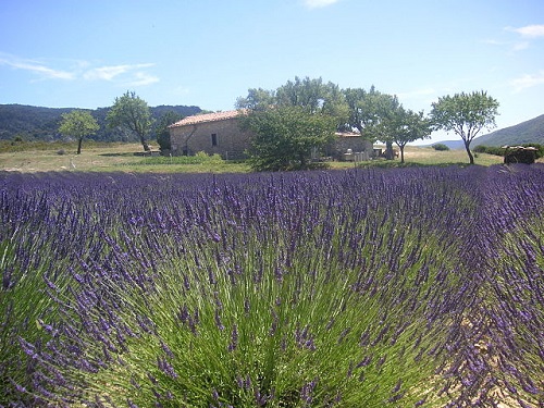 To see lavender fields like these on a visit to Provence, you are going to time your visit between June to mid-July! (Image source: Wikimedia Commons GNU FDL | Credit to: Marek Gehrmann)