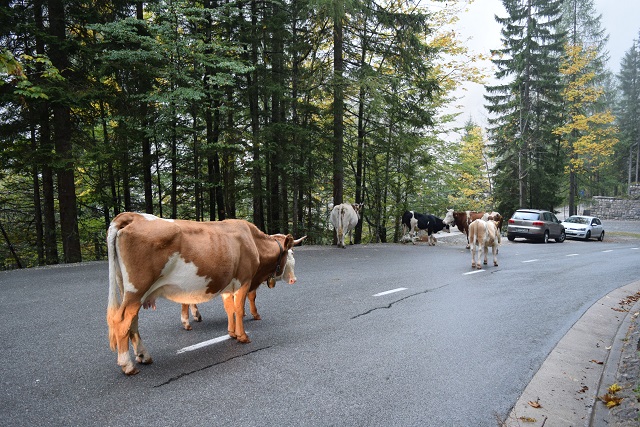 So.... you guys going to move or what? ;-) Cows block our path on the Vršič Mountain Pass.