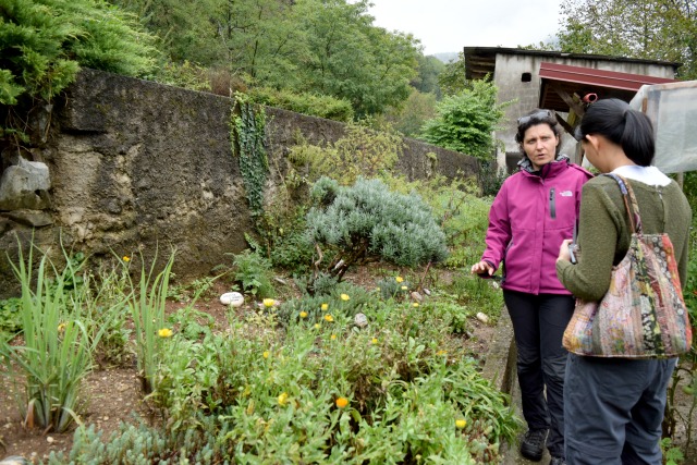 Vesna explains the different herbs and edible plants in her garden at Herbal Rooms.