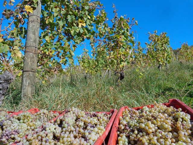 Grape harvest in Maribor