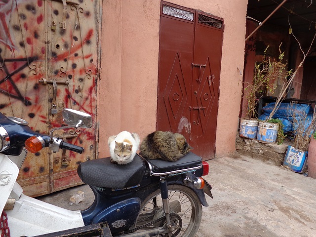 Biker cats in Marrakech