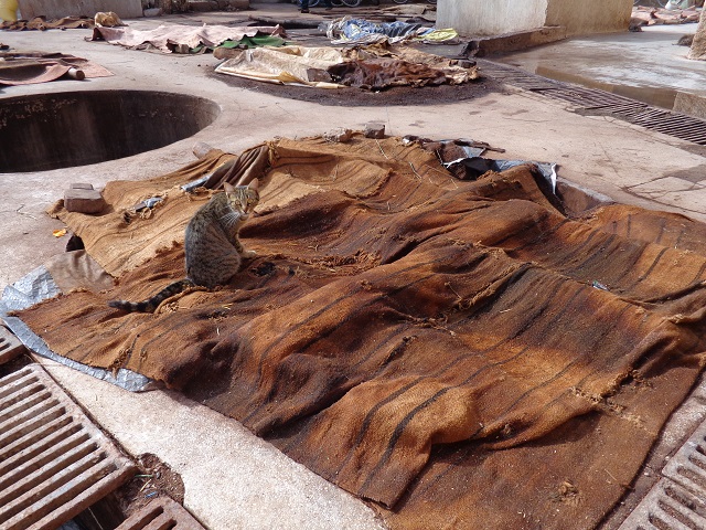 Tannery cats in Marrakech