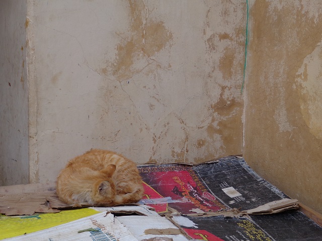 Sleepy cats in Marrakech