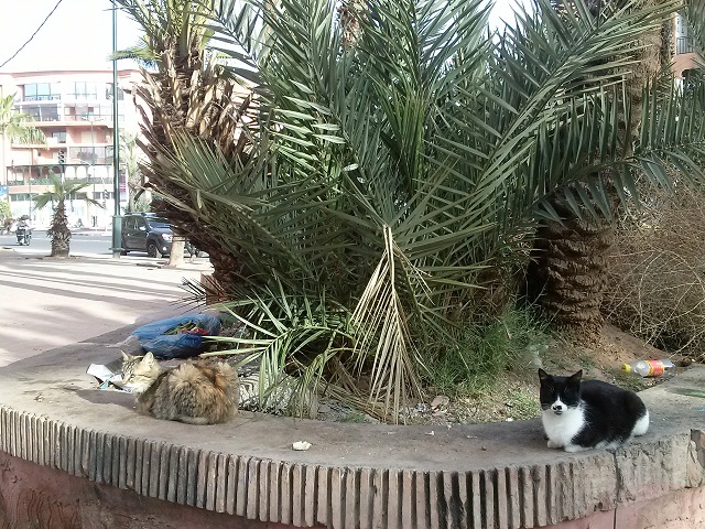 Street cats in Marrakech